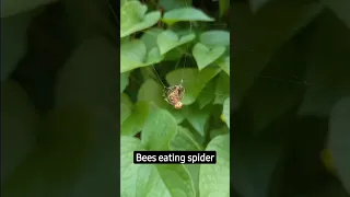 Bees Eating Spider