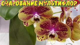 Фаленопсисы мультифлора - моё орхидейное очарование