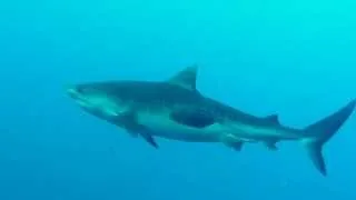 Diving with sharks at Elphinstone