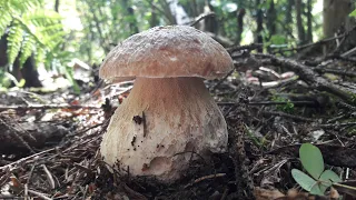 Белые грибы ещё есть! Грибная осень! Сентябрь 2020 года.