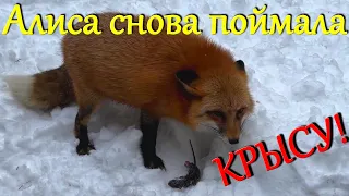 Алиса лиса. Охотник Алиса и новая крыса!