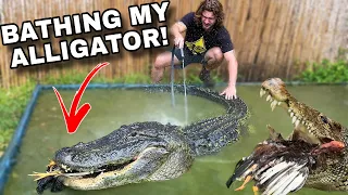 Bathing my ALLIGATOR!