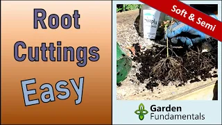 Easy Way to Root Cuttings 🌳🌱🌲 Softwood & Semi-hardwood