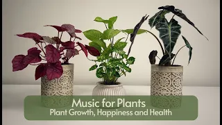 Music for Plants Happiness; Plant Growth Music Therapy  🍃