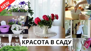 🌸ЗАЦВЕЛИ ПИОНЫ| посадили цветы, уборка в доме, готовлю вкусный завтрак, шоппинг с детьми