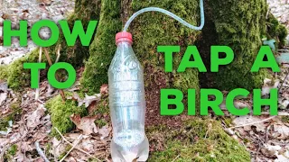 Mastering the Art of Birch Water Collection: A Step-by-Step Guide to Tapping Your Birch Tree