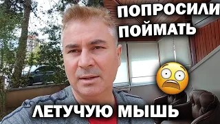 😨🦇 ПОПРОСИЛИ ПОЙМАТЬ ЛЕТУЧУЮ МЫШЬ В КВАРТИРЕ! Приехал... #влог