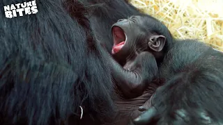 Baby Gorilla Born at the Zoo | Amazing Animal Babies | Nature Bites