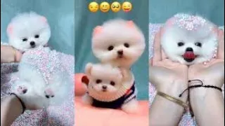 Tik Tok Chó Phốc Sóc Mini 😍 Funny and Cute Pomeranian #4