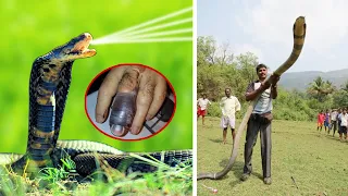 दुनिया के 10 सबसे जहरीले सांप | 10 Venomous Snakes in World That You SHOULD AVOID