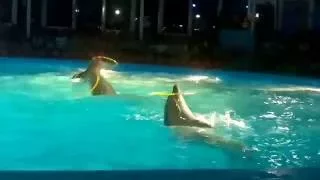 Дельфинарий НЕМО / Выступление дельфинов
