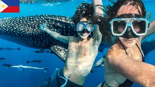 Swim with Whale Sharks Oslob Cebu Philippines 🇵🇭- The Best Travel Tour Experience 2023