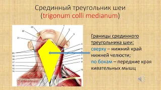 Треугольники и фасции шеи