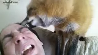 My fox grooming me in the morning