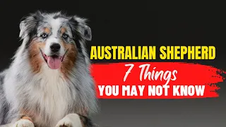 What You Need to Know Before Adopting an Australian Shepherd - 7 Essential Tips| Dogs Genesis