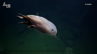 'Ghostly' Dumbo Octopus Caught on Video in Rare Deep-Sea Sighting