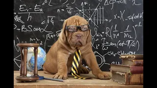 Super-smart Dog | The Dog with an IQ