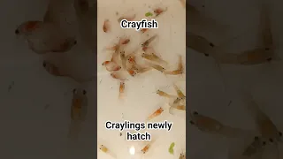 crayfish craylings