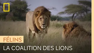 Ce clan de lions atypique est dirigé par deux mâles dominants