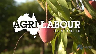 Agri Labour Australia | Ontario Mangoes