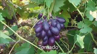 Tornado