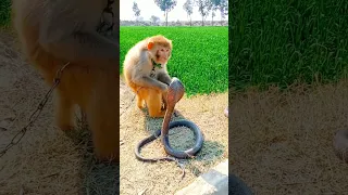 monkey playing with cobra snakes #trending #shorts