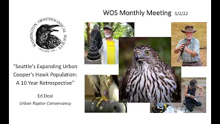 Ed Deal URC: "Seattle's Urban Cooper's Hawk Population at 10 yrs” (WOS Monthly Meeting, May 2, 2022)