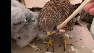 2020황조롱이육아22Kestrel nesting22 - 먹이감 앞에서 무법자 어미 Tough mother bird in front of food