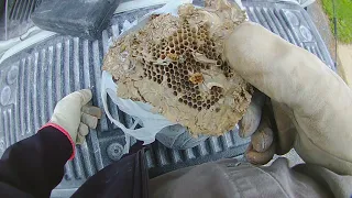 Look INSIDE a yellow jacket nest!