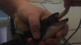 Gulper catfish "forced" feeding