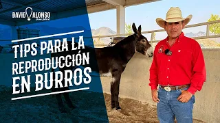 Recomendaciones para la reproducción de burros