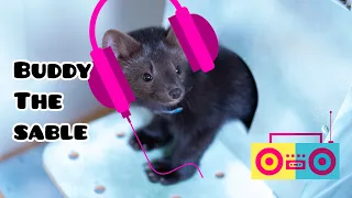 Buddy the sable is listening to a different sounds соболь Бадди слушает разные звуки