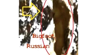 Russian Bigfoot captured on video (hoax?) News investigates