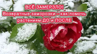 ВОЗВРАТНЫЕ ЗАМОРОЗКИ - что делать, как помочь и чем обрабатывать от стресса.