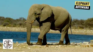 Botswana Hunt for A Giant Bull Elephant