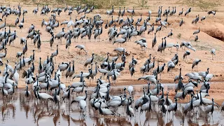 Demoiselle Cranes, Khichan Rajasthan India, Jan 2024