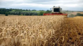 How AI is changing the industry of agriculture