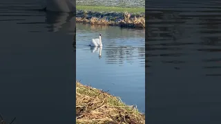 Beautiful 🦢 #swan #cute #happy #free #waterbirds #amazing #birds  #shorts  #youtubeshorts