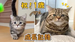 生後２ヶ月の子猫が貫禄たっぷりの１歳になるまでの成長記録！【祝１歳！】