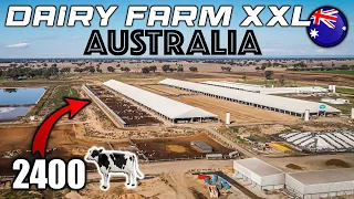 largest dairy farm in australia 🇦🇺
