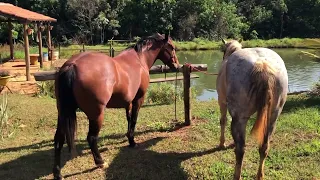 Quarto de milha de Trabalho - Piracanjuba GO