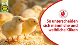 Geschlechtsbestimmung bei Küken - wir ziehen die männlichen Küken auf.