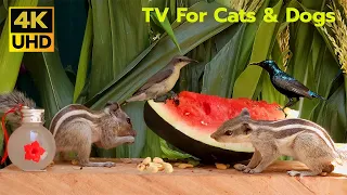 10 Hours Relaxing Video For Cats & Dogs To Watch - Palm Squirrels, Beautiful Humming Birds and more