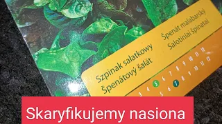 Siejemy szpinak malabarski. Jak poprawić kiełkowanie nasion. Skaryfikujemy nasiona.