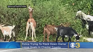 Take A Look: Police Trying To Track Down Owner Of Goats On Loose In Chester County