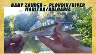 Zander fishing - Plovdiv, River Maritsa, Bulgaria