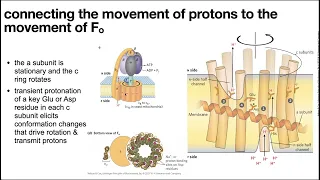 Electron transport chain part 2 & oxidative phosphorylation (oxphos)