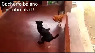 Cachorro Capoeirista! Onde tem marimbondo é zum-zum-zum