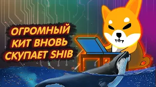 SHIBA INU: ОГРОМНЫЙ КИТ ЗАКУПАЕТСЯ И ХРАНИТ 1,2 ТРЛН. ТОКЕНОВ ШИБ!/ РЕГУЛЯРНЫЕ ПОКУПКИ КИТА!