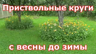 Приствольные круги с весны до зимы, как содержать их в порядке и что посадить вокруг деревьев.